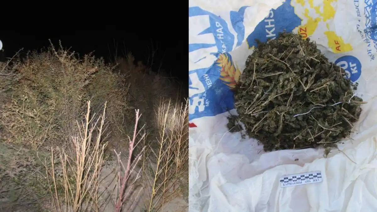 Қызылорда облысында ірі есірткі алқабы жойылды