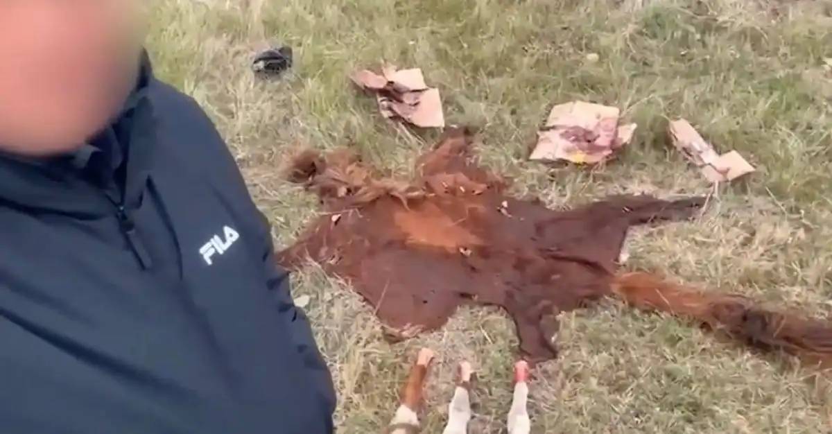 Ұрланған малды сойып, етін сатып жіберген: Астана маңында қылмыстық топ ұсталды