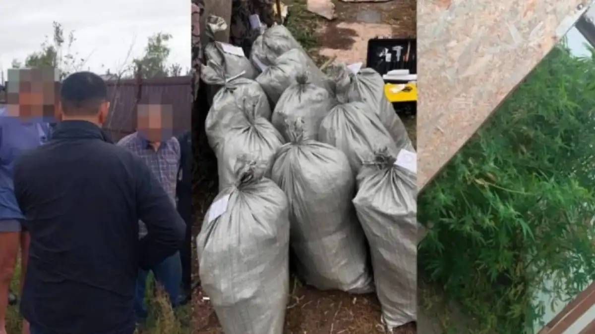 Рудныйда марихуана өсірген тұрғын ұсталды
