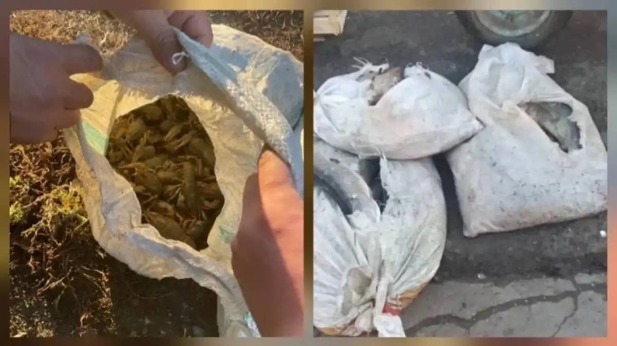 БҚО тұрғыны 10 қап өзен шаянымен ұсталды