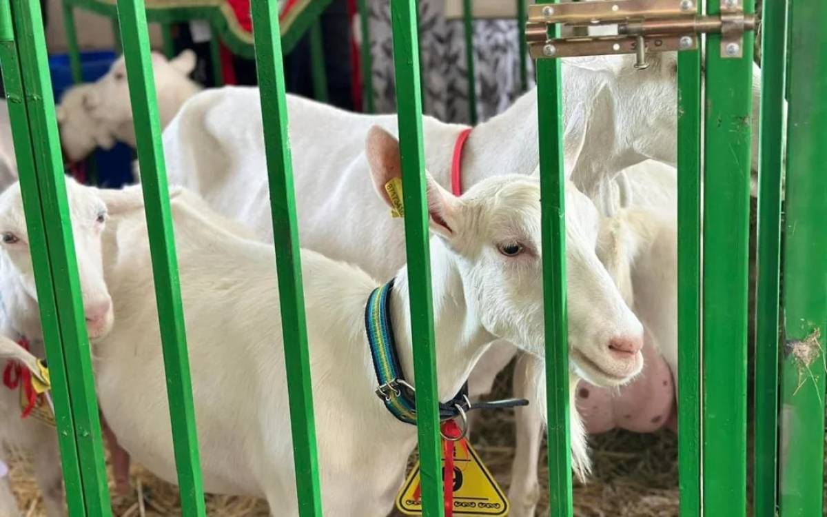 Моңғолиядан ешкінің бір басы қанша теңгеге сатып алынады – министр жауабы