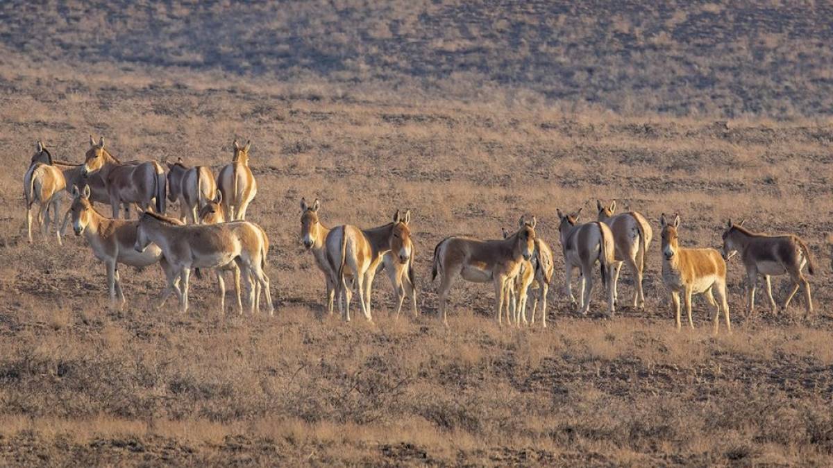 Қазақстанда қанша құлан бар