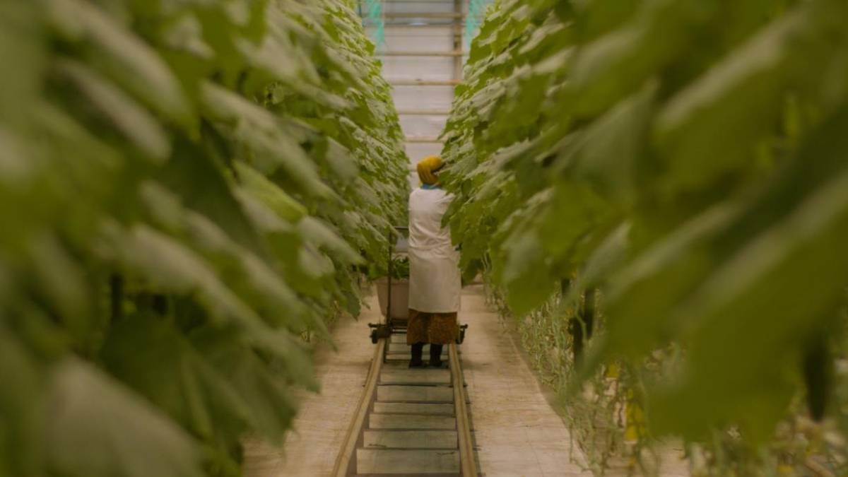 Астанадағы жылыжайдан күніне 3-4 тонна қияр жиналады