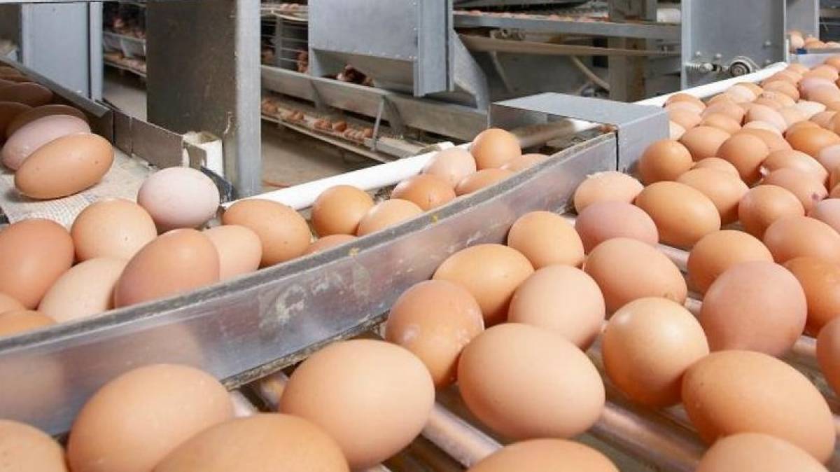 Ресейден заңсыз әкелінген 63 мың дана тауық жұмыртқалары кері қайтарылды