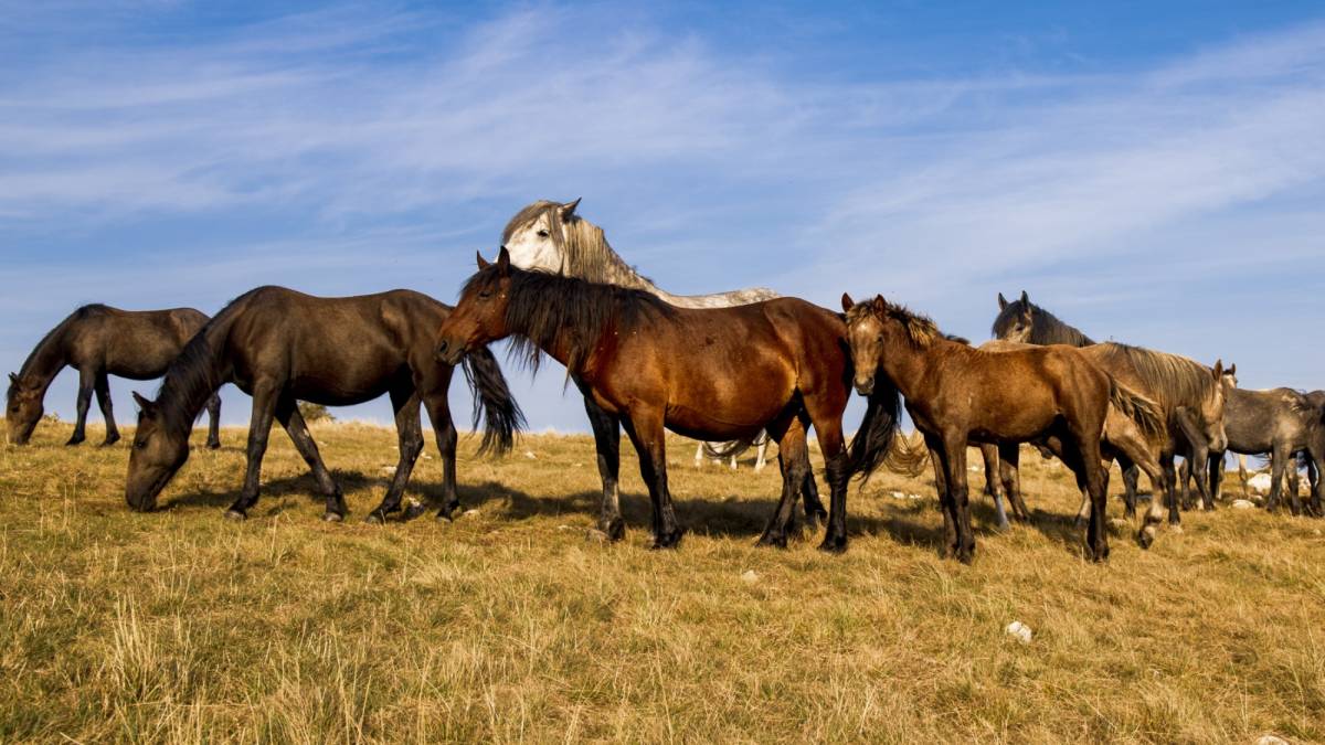 Астана маңындағы ірі мал ұрлығы: күдікті шаруашылық басшысы болып шықты