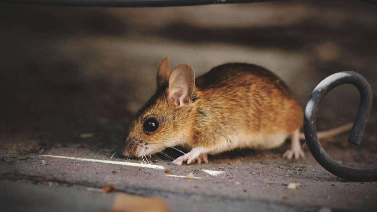 Атырауда кеміргіштер көбейді: облыста арнайы комиссия құрылды